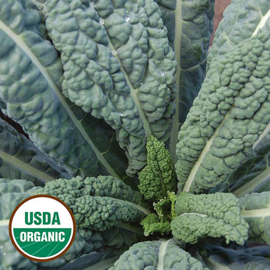 Seed Savers Lacinato Kale (Organic)