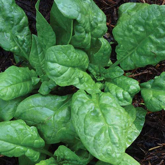 Seed Savers America Spinach