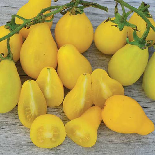 Seed Savers Beam's Yellow Pear Tomato