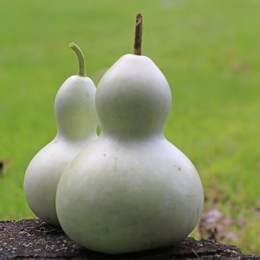 Seed Savers Birdhouse Gourd
