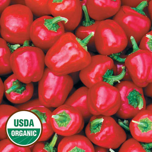 Seed Savers Miniature Red Bell Pepper (Organic)