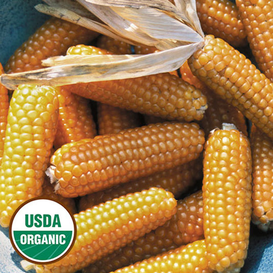 Seed Savers Tom Thumb Popcorn Corn