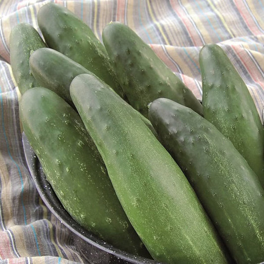 Seed Savers Longfellow Cucumber