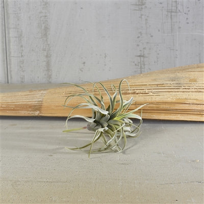 Faux Tillandsia