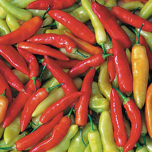 Seed Savers Aji Cristal Pepper