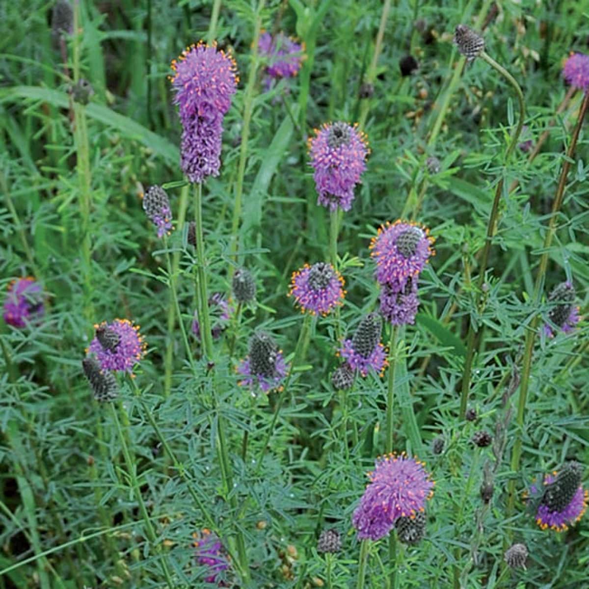 Seed Savers Purple Prairie Clover