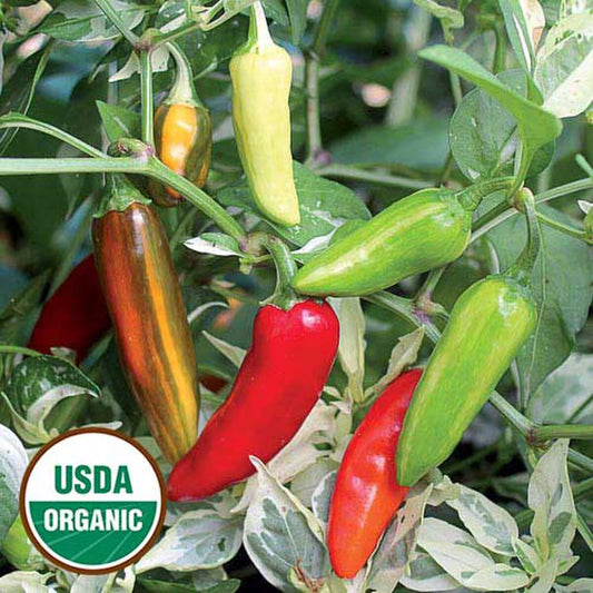 Seed Savers Fish Pepper (Organic)