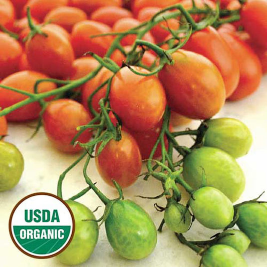 Seed Savers Cherry Roma Tomato (Organic)