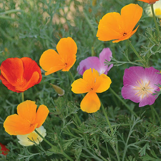 Seed Savers California Poppy Mix