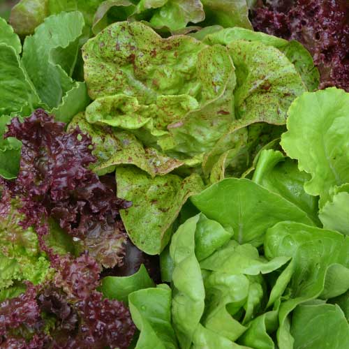 Seed Savers Lettuce Mixture