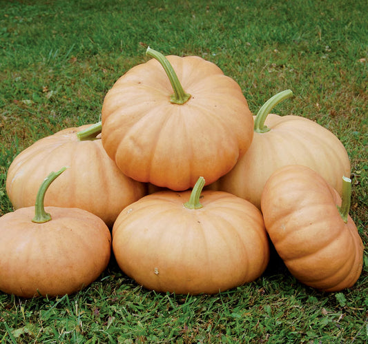 Seed Savers Long Island Cheese Squash
