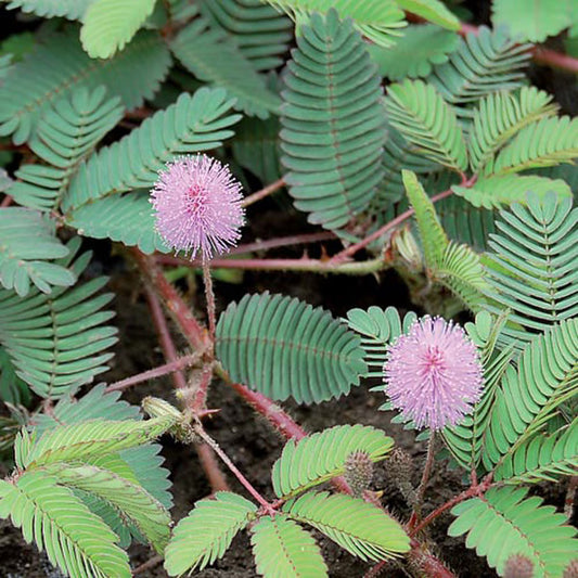 Seed Savers Sensitive Plant