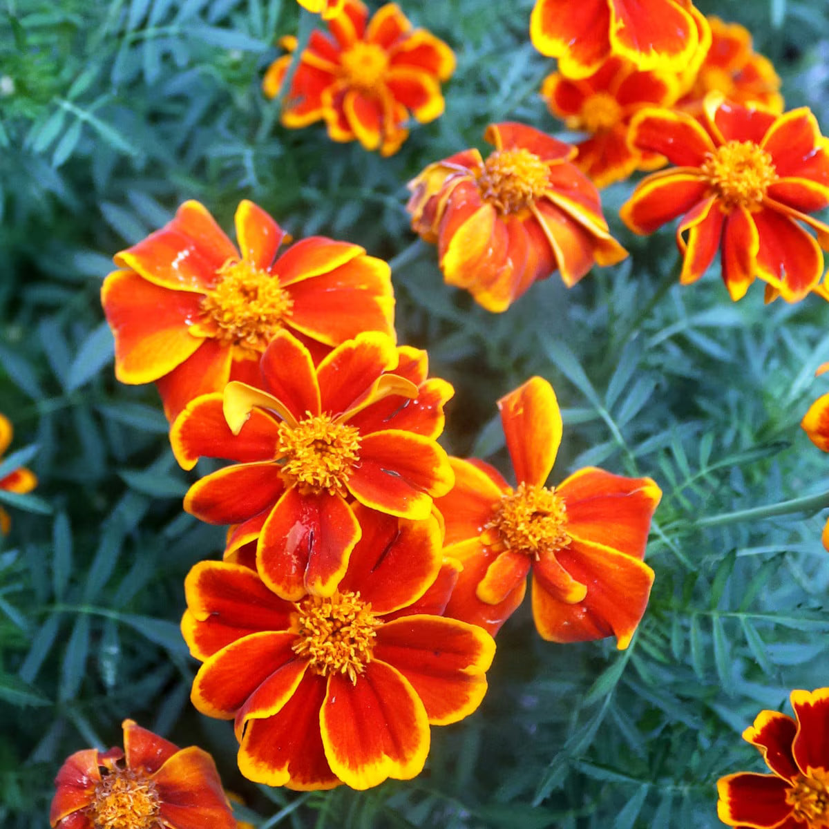 Seed Savers Red Marietta Marigold