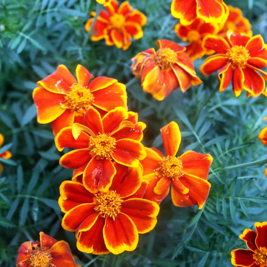 Seed Savers Red Marietta Marigold