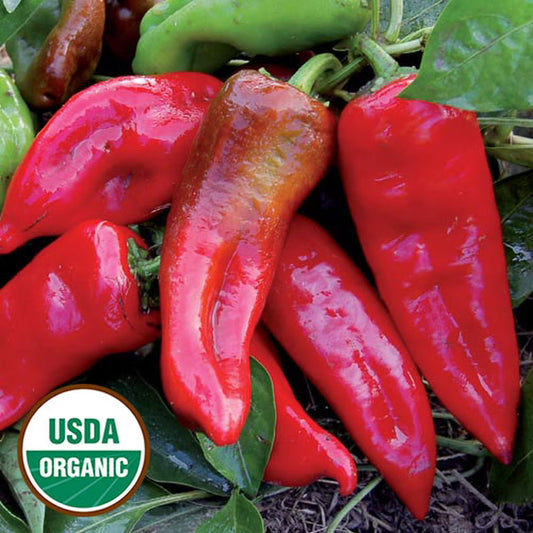 Seed Savers Tolli's Sweet Italian Pepper (Organic)