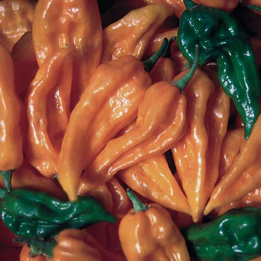 Seed Savers Fatalii Pepper