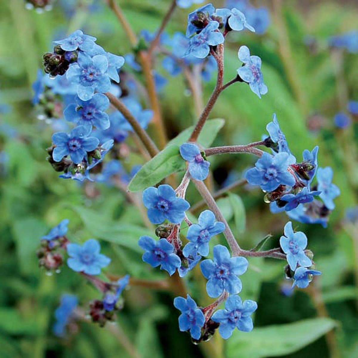 Seed Savers Firmament Forget-Me-Not Flower