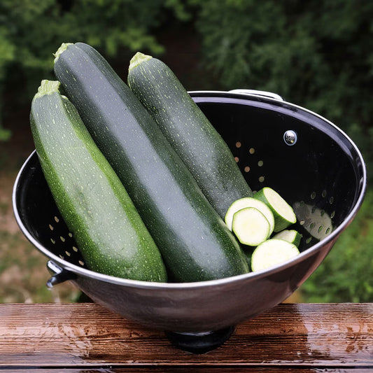 Seed Savers Black Beauty Zucchini Squash (Organic)