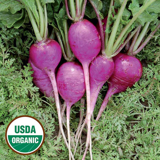Seed Savers Plum Purple Radish (Organic)
