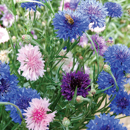 Seed Savers Mixed Colors Bachelor's Button Flower