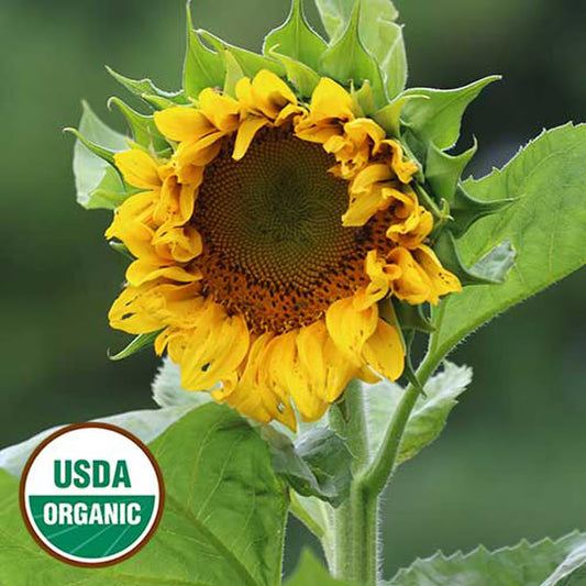 Seed Savers Mongolian Giant Sunflower (Organic)