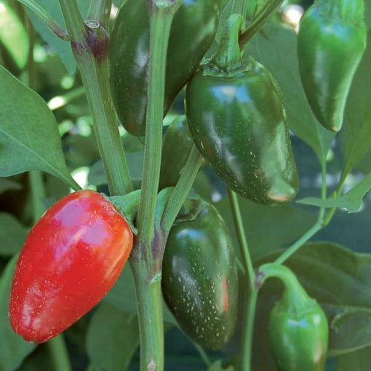 Seed Savers Jalapeno (Traveler Strain) Pepper