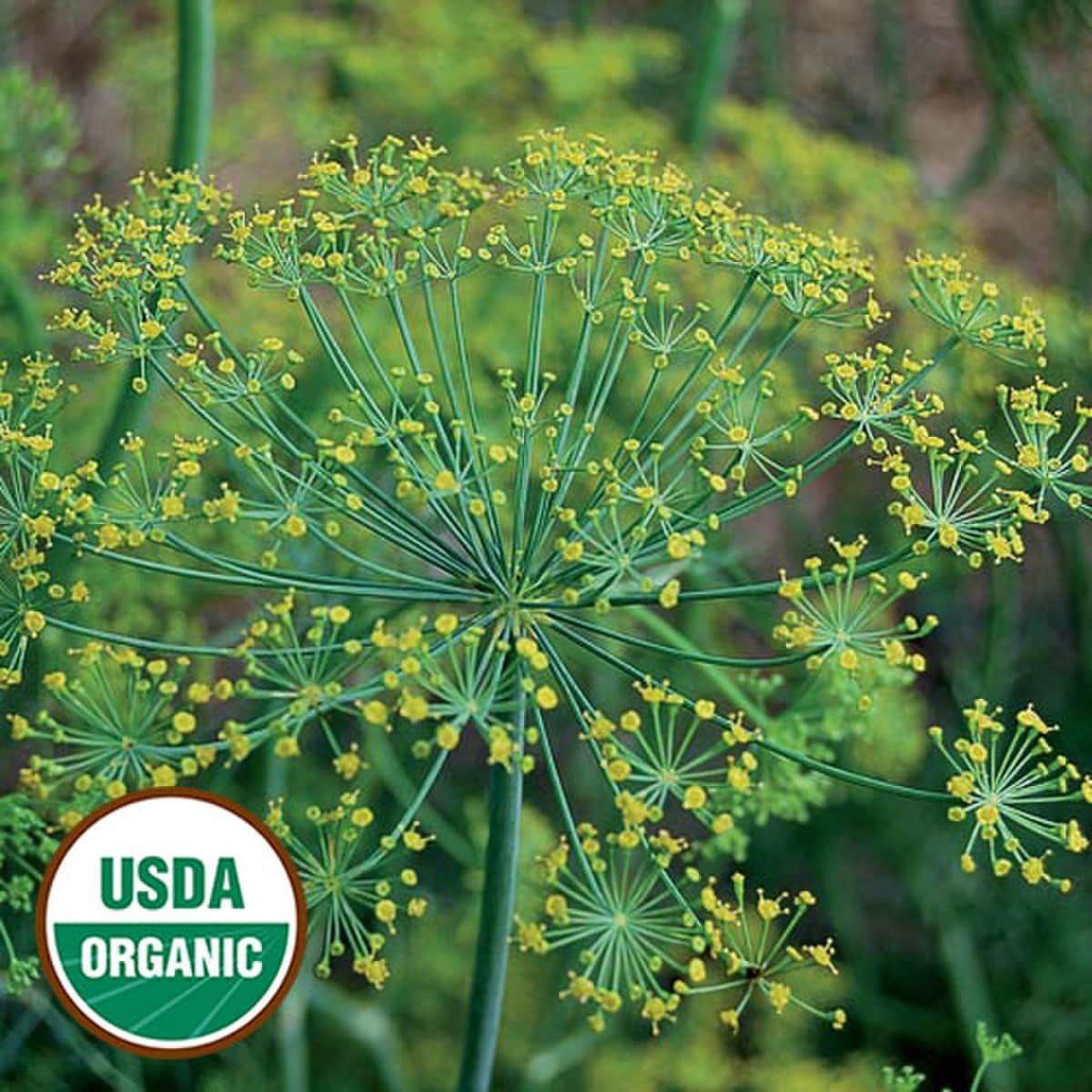 Seed Savers Organic Bouquet Dill Herb