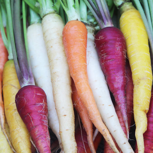 Seed Savers Rainbow Mix Carrot