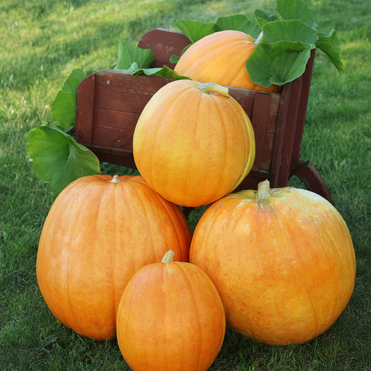 Seed Savers Big Max Pumpkin Squash