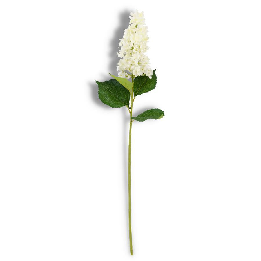 Cone Hydrangea Stem in White