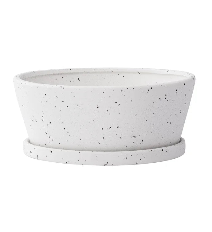 Speckled Dishgarden with Saucer