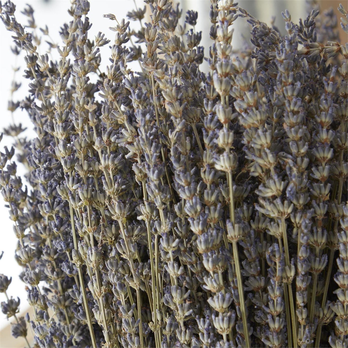 19 Inch Dried Lavender Bundle