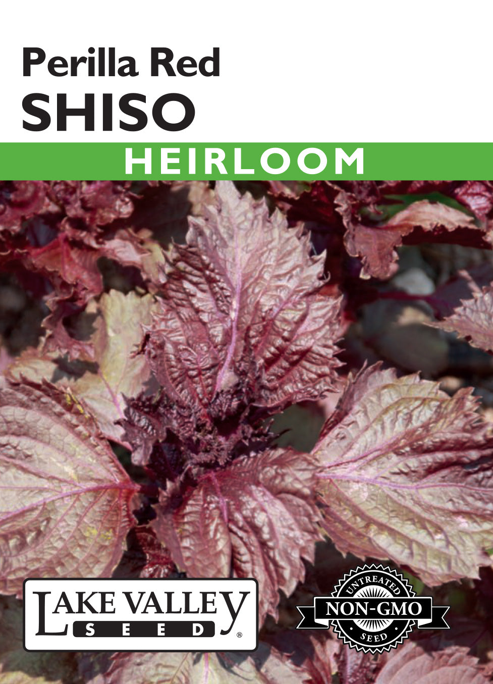 Shiso Perilla Red Seeds