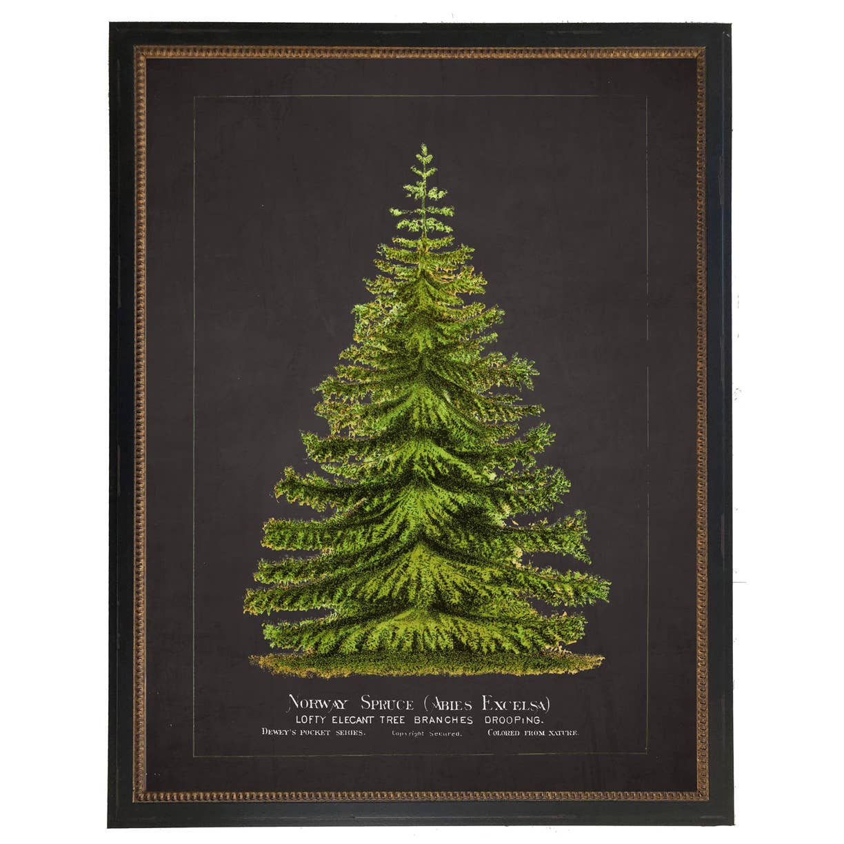 Framed vintage norway spruce bookplate