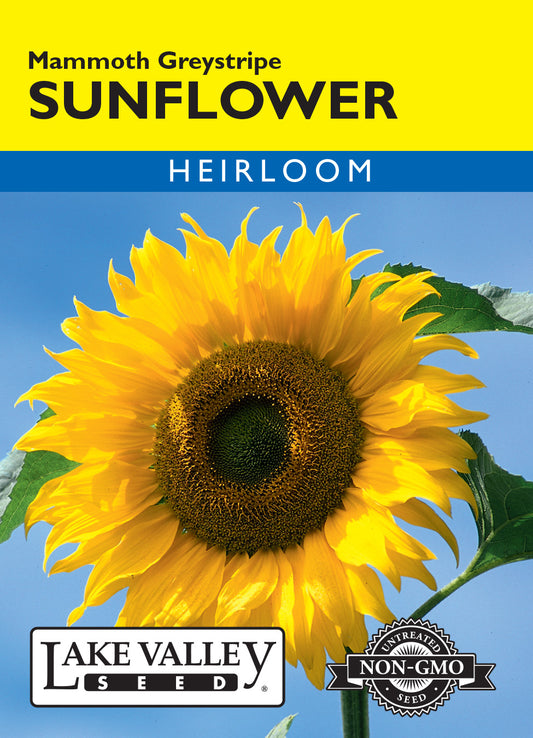 Sunflower Mammoth Greystripe Seeds