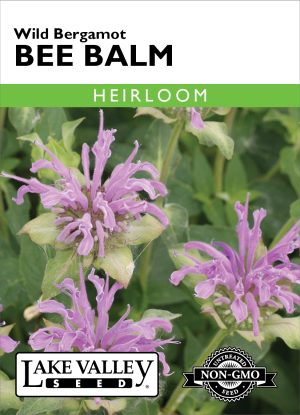 Bee Balm Wild Bergamot