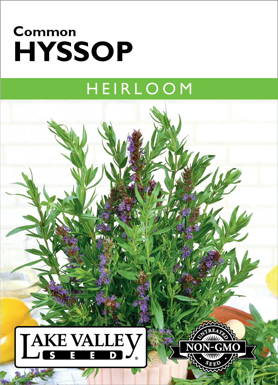 Hyssop Common Seeds