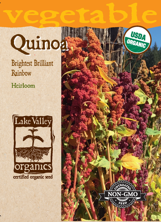 Organic Quinoa Brightest Brilliant Rainbow Seeds