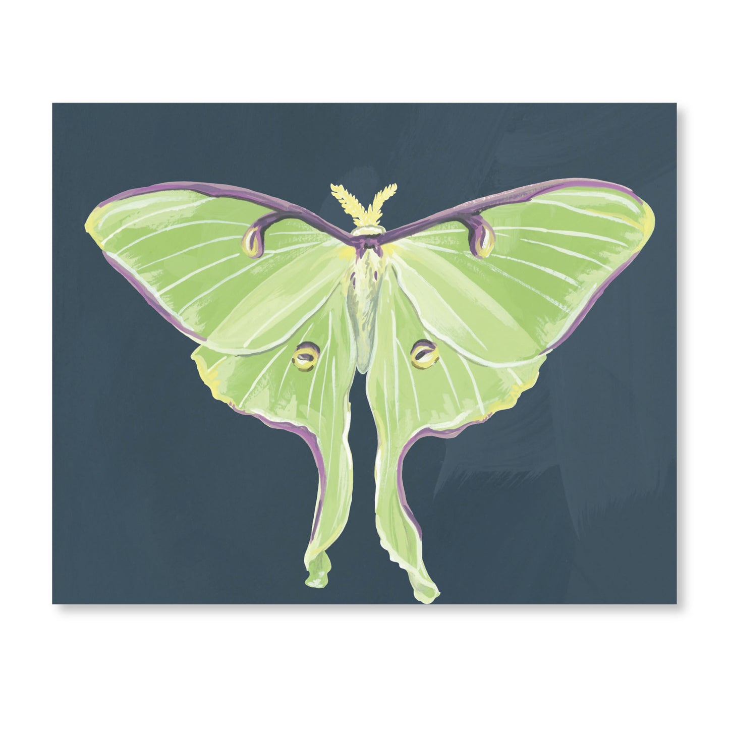 Luna Moths Fold-Out Greeting Card Box Set