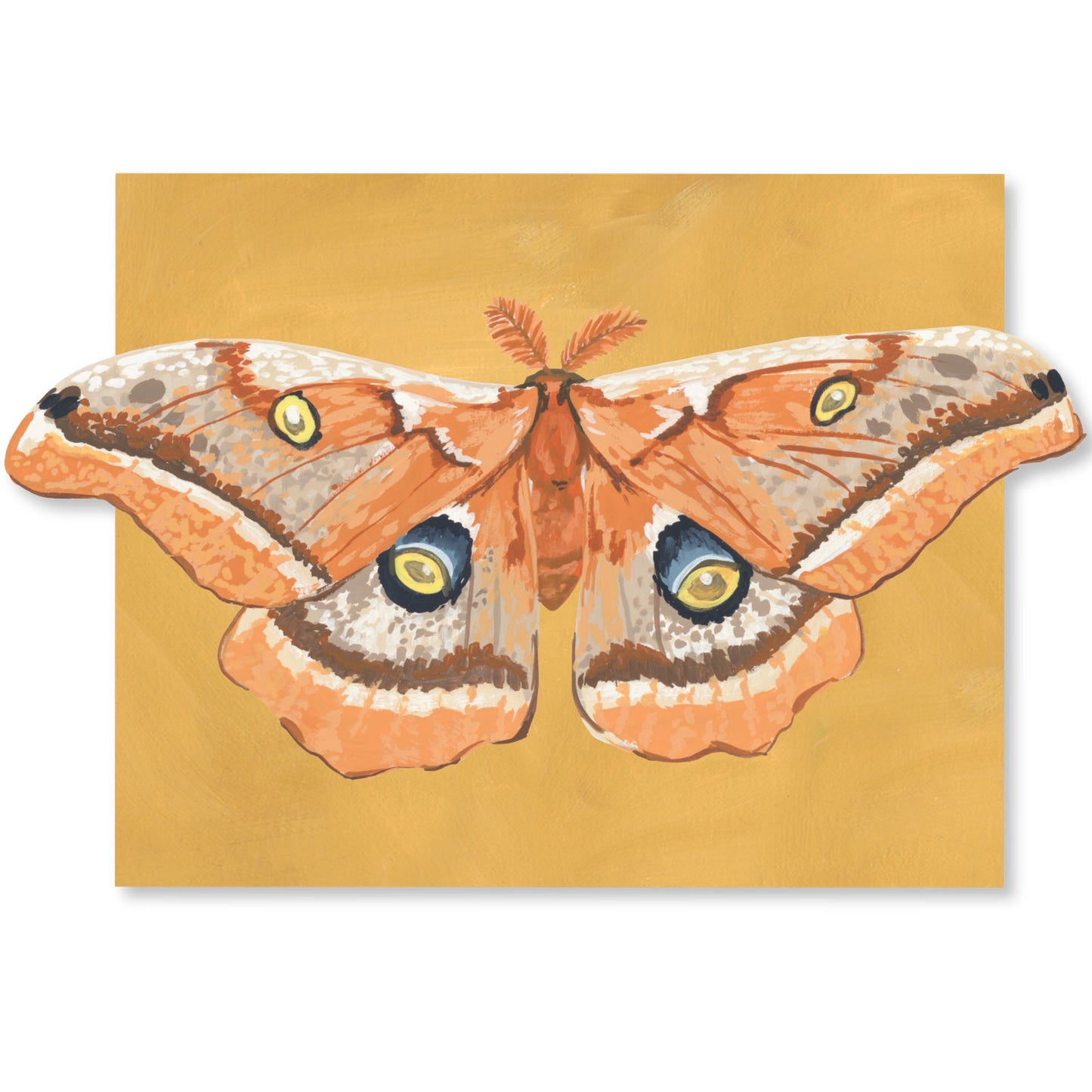 Luna Moths Fold-Out Greeting Card Box Set
