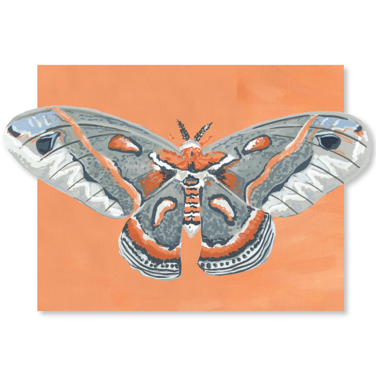 Luna Moths Fold-Out Greeting Card Box Set