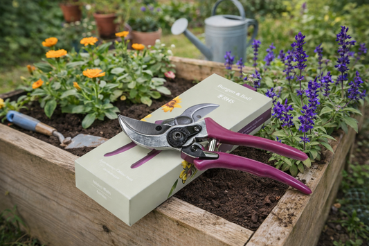 Boxed Asteraceae Secateur