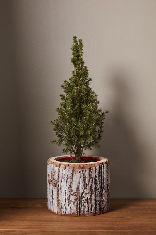 Pinefrost Pot