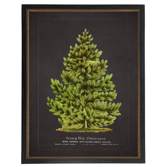 Framed vintage scotch pine bookplate