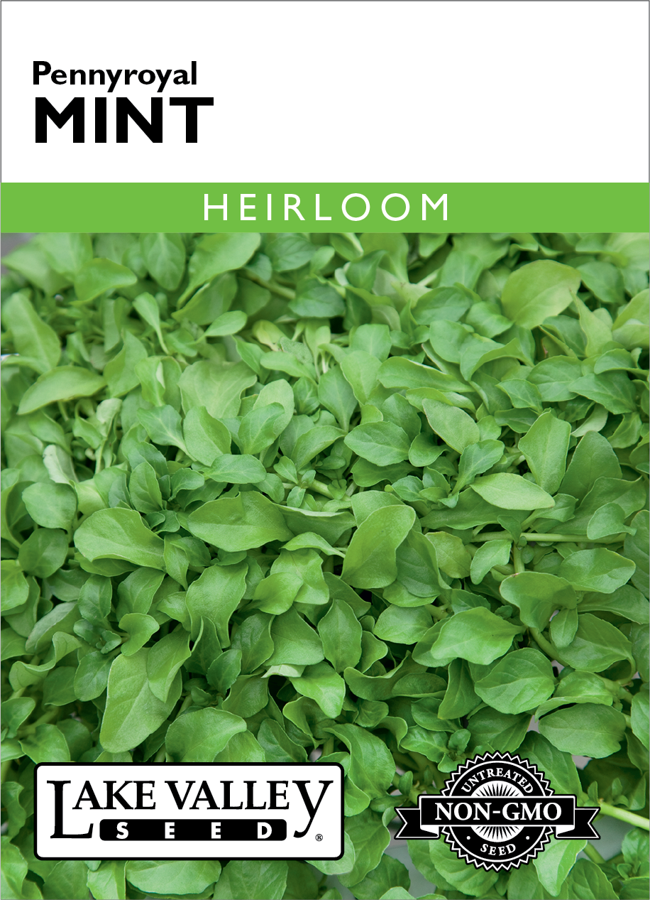Mint Pennyroyal Seeds