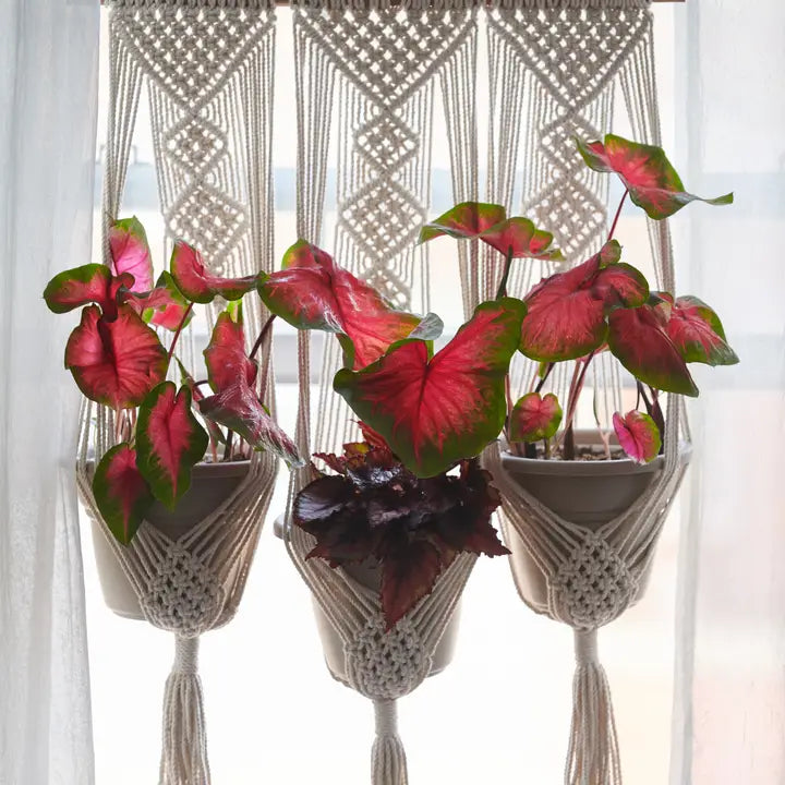 Triple Pot & Wall Hanger