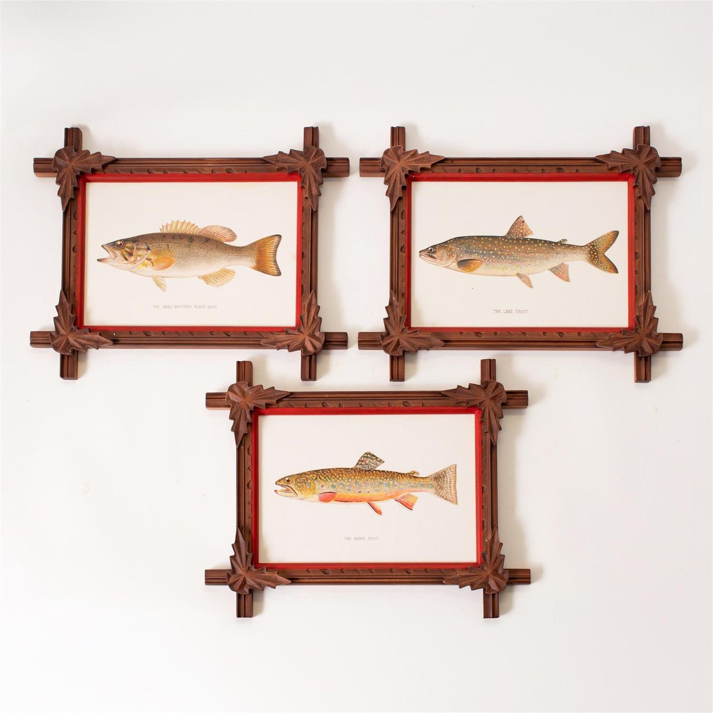 Framed Prints - Freshwater Fish