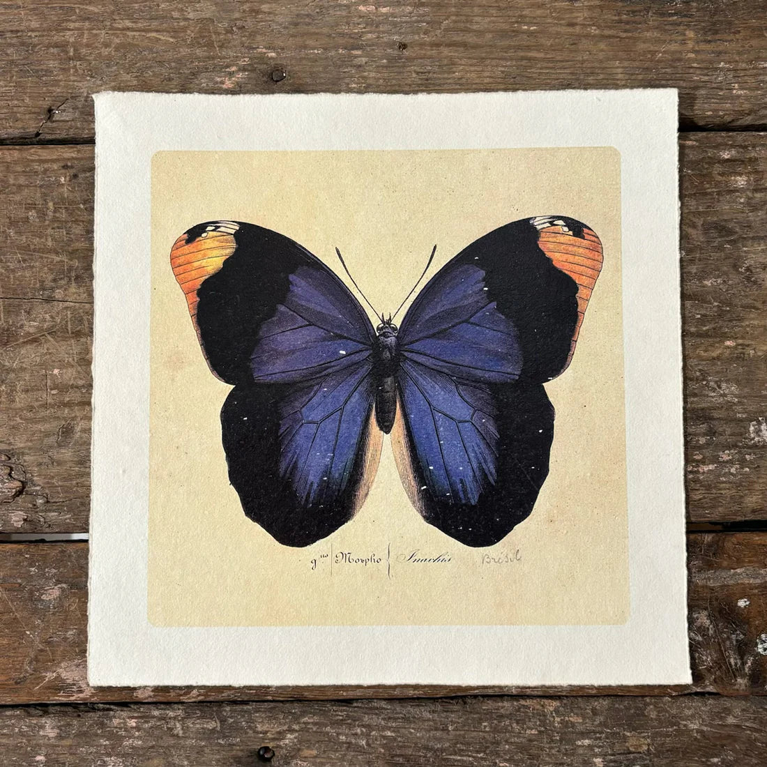 Blue Butterfly Print