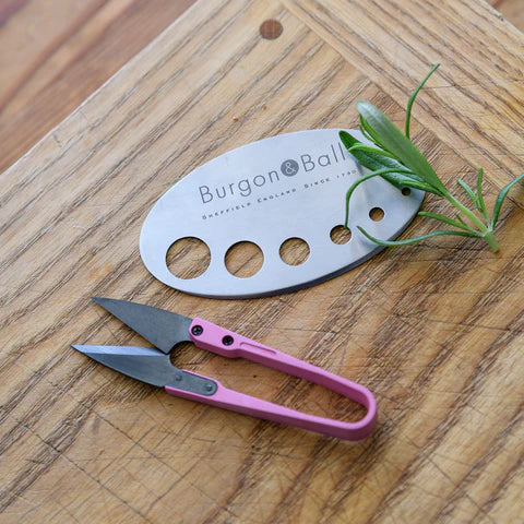Gift Herb Set Asteraceae