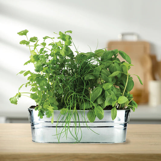 Windowsill Kitchen Herb Grow Kit